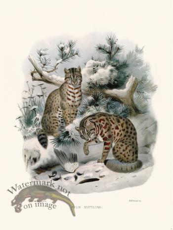 Elliot Cat 27 Cat Euptilura